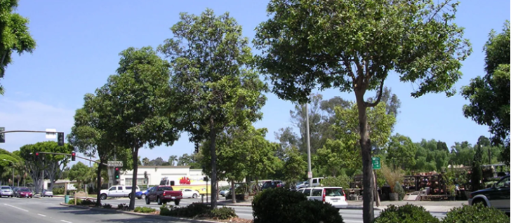 Street trees