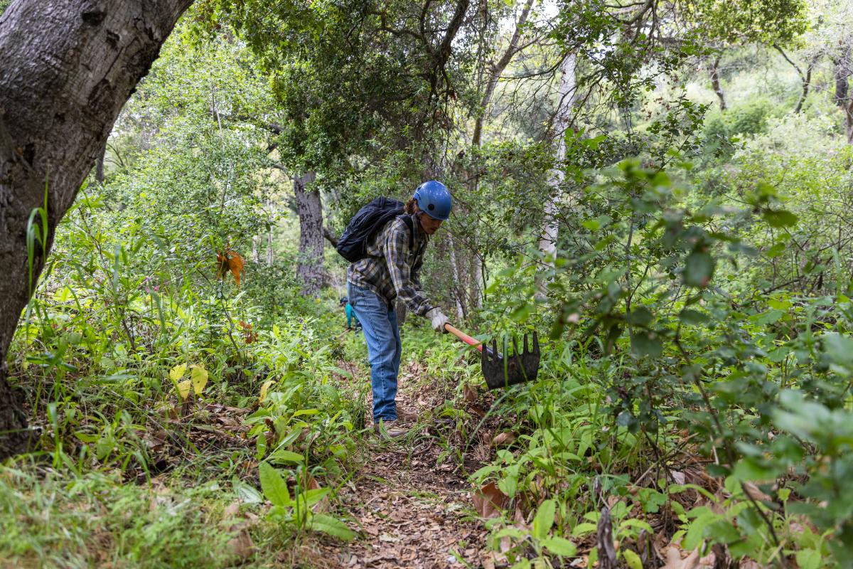 Trail volunteer clears an overgrown section of Jesusita Trail