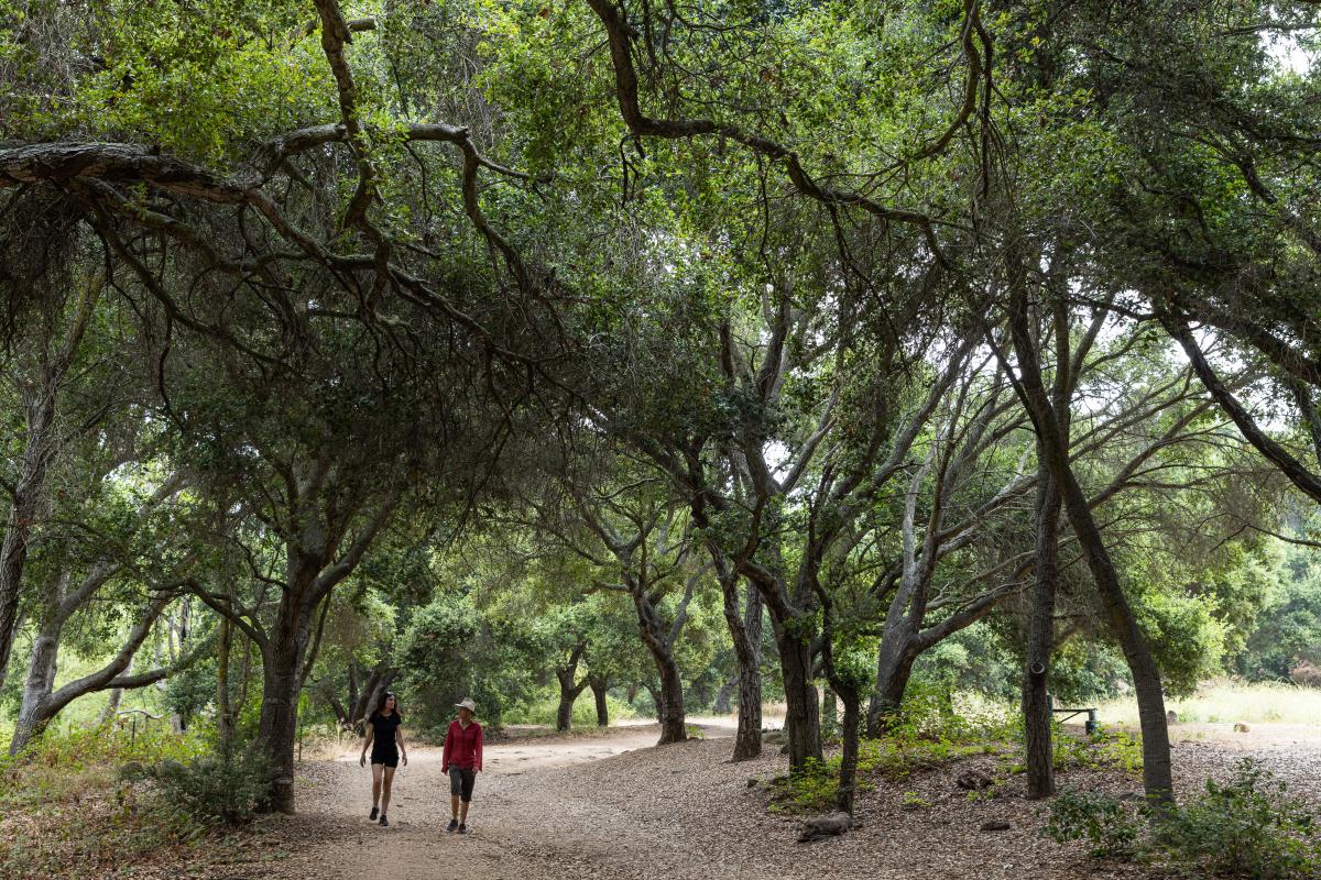 Two hikers on trail through the lush canopy of Stevens Park